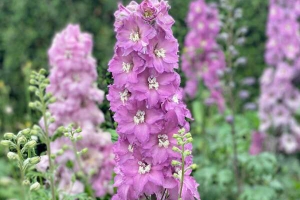 Delphinium 'Mini Pinks' New 2025